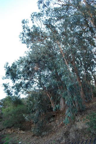 Eucalyptus_AlbanyHill,CA_January19,2009.jpg
